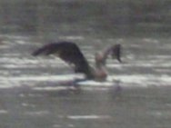 Cormorant