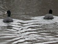 Coots