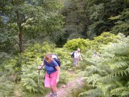 Climbing Loughrigg Fell