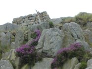 Flowering Ling at Ranishaw Gap