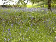 The bluebells