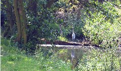 The Heron