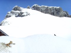 An alpine chough near the summit